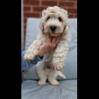 Cavapoo - Bitches