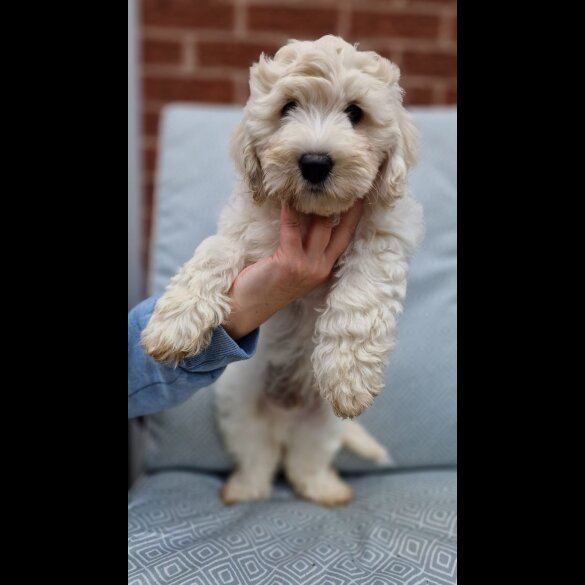 Cavapoo - Bitches