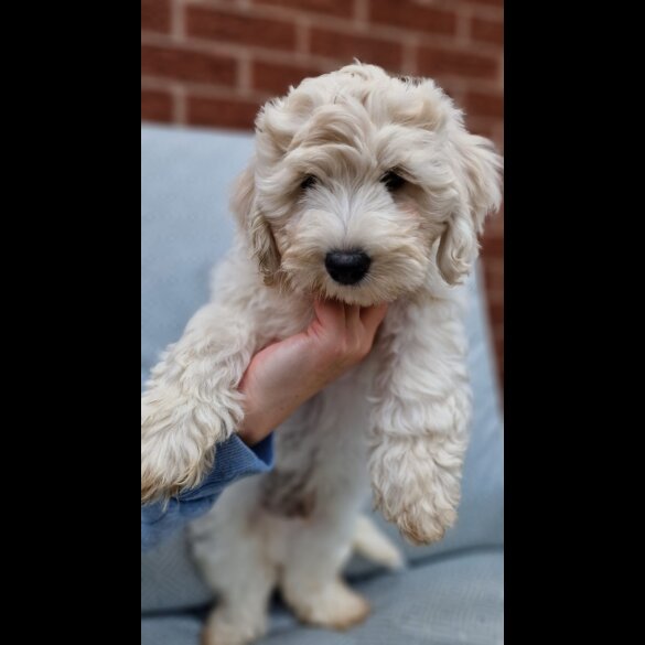 Cavapoo - Bitches