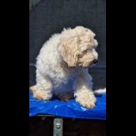 Cavapoo - Bitches