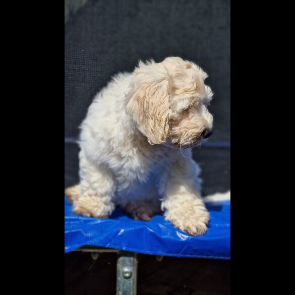 Cavapoo - Bitches