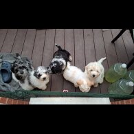 Cavapoo - Bitches