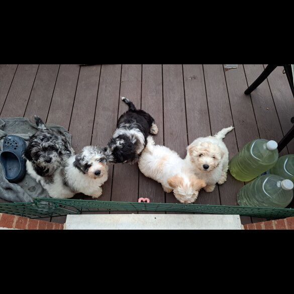 Cavapoo - Bitches