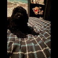 Cavapoo - Both