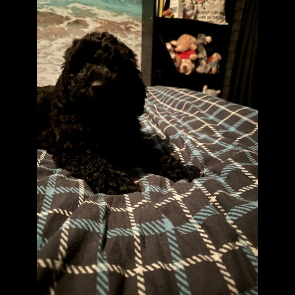 Cavapoo - Both
