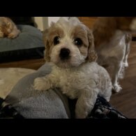 Cavapoo - Bitches