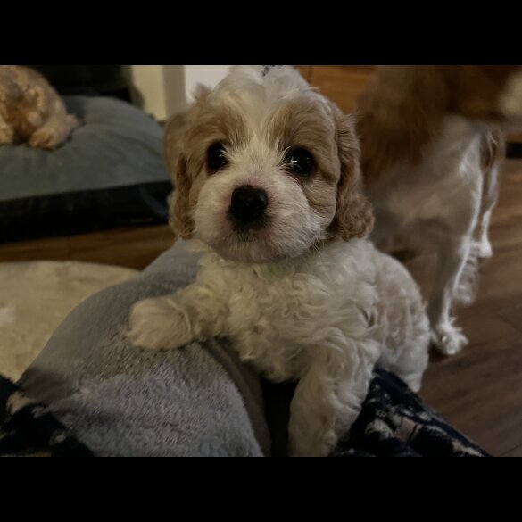 Cavapoo - Bitches