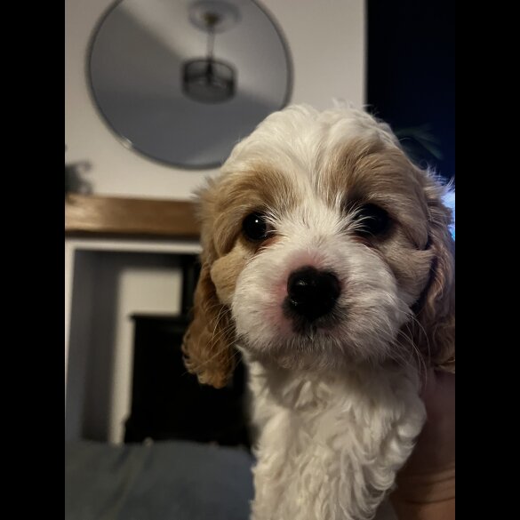 Cavapoo - Bitches