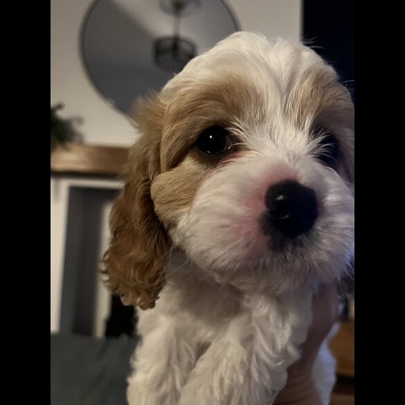 Cavapoo - Bitches