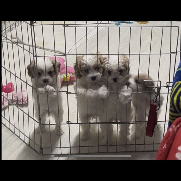 Cavapoo - Bitches