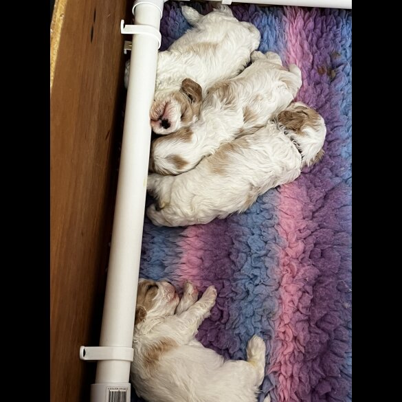 Cavapoo - Bitches