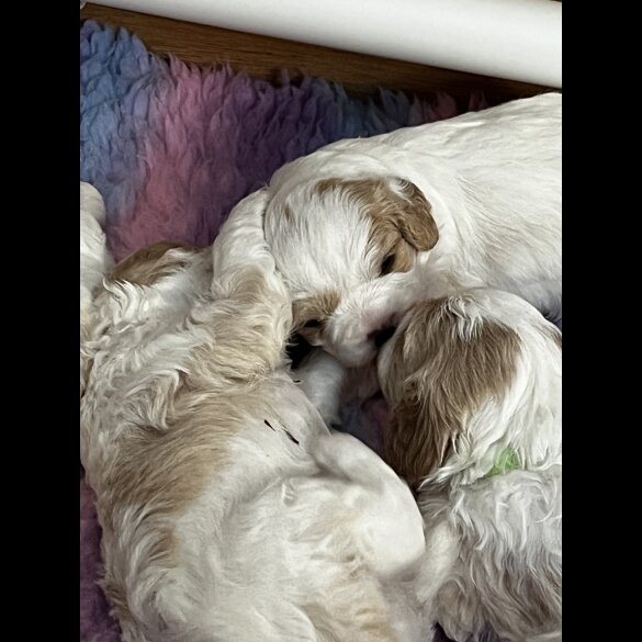 Cavapoo - Bitches