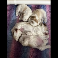Cavapoo - Bitches