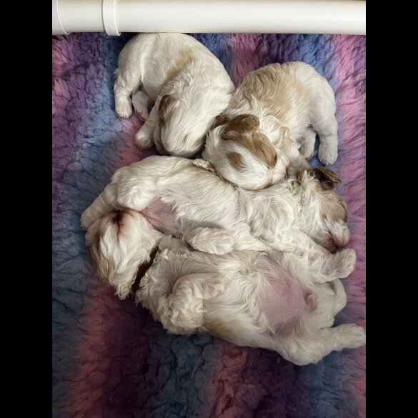 Cavapoo - Bitches