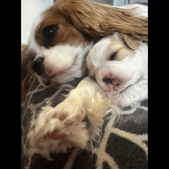 Cavapoo - Bitches