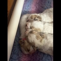 Cavapoo - Bitches