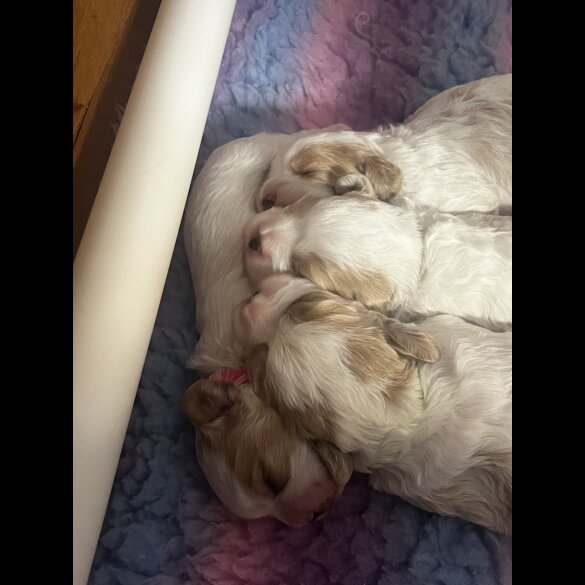 Cavapoo - Bitches