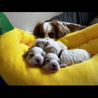 Cavapoo - Bitches