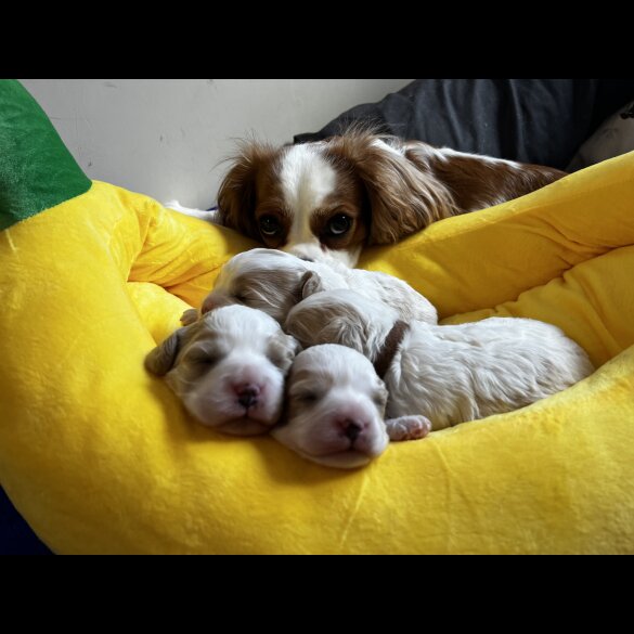 Cavapoo - Bitches