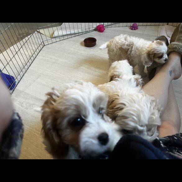 Cavapoo - Bitches