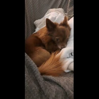 Chihuahua - Dogs
