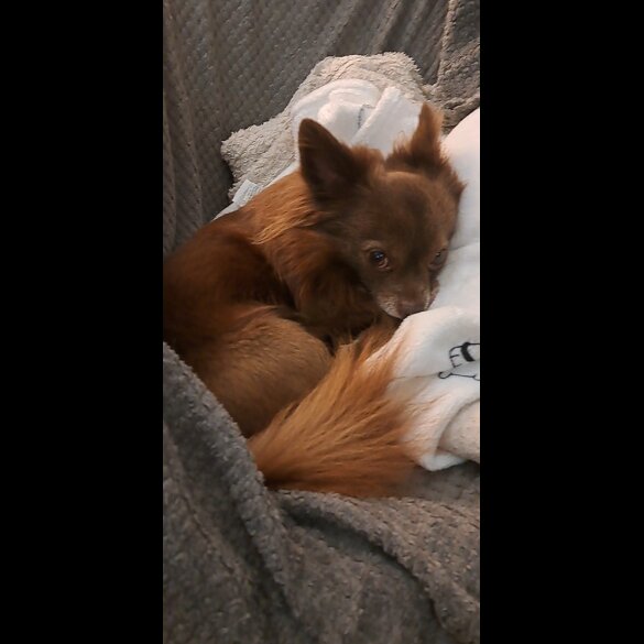 Chihuahua - Dogs