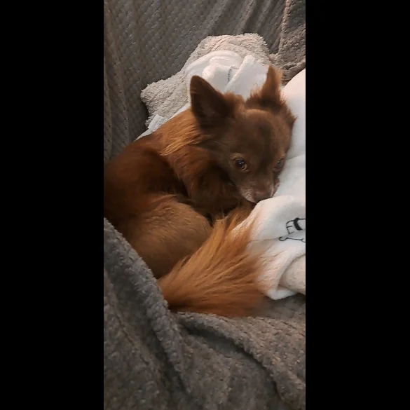 Chihuahua - Dogs