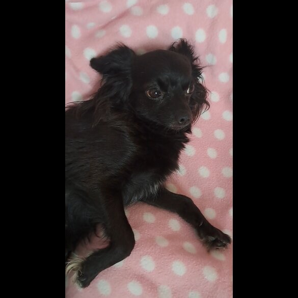 Chihuahua - Dogs