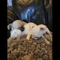 Chihuahua - Bitches
