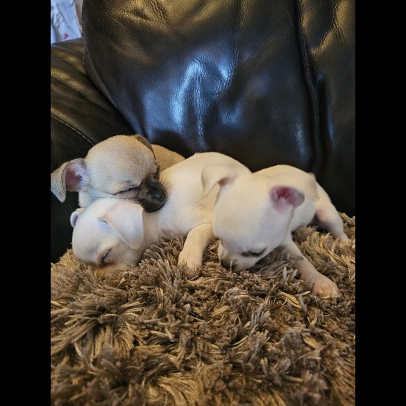 Chihuahua - Bitches