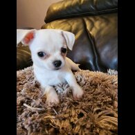 Chihuahua - Bitches
