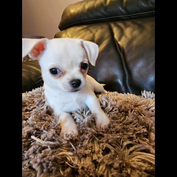Chihuahua - Bitches