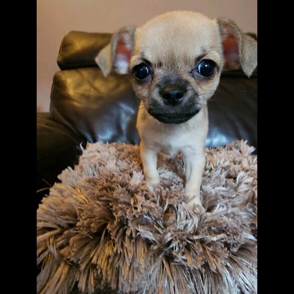 Chihuahua - Bitches