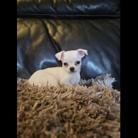 Chihuahua - Bitches