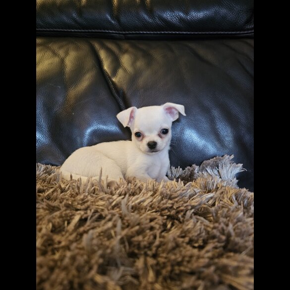 Chihuahua - Bitches