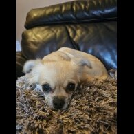 Chihuahua - Bitches