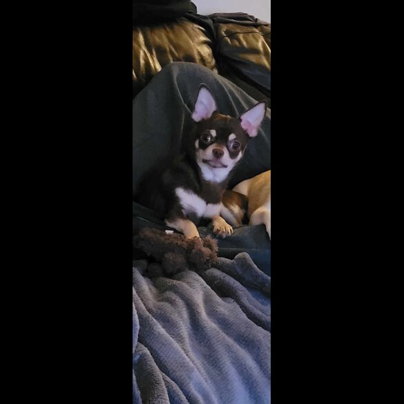 Chihuahua - Bitches