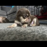 Chihuahua - Bitches