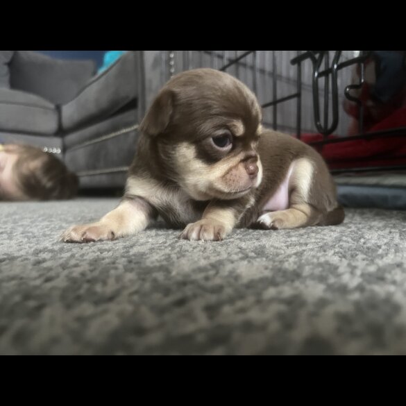 Chihuahua - Bitches