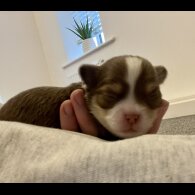 Chihuahua - Bitches
