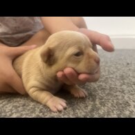 Chihuahua - Bitches