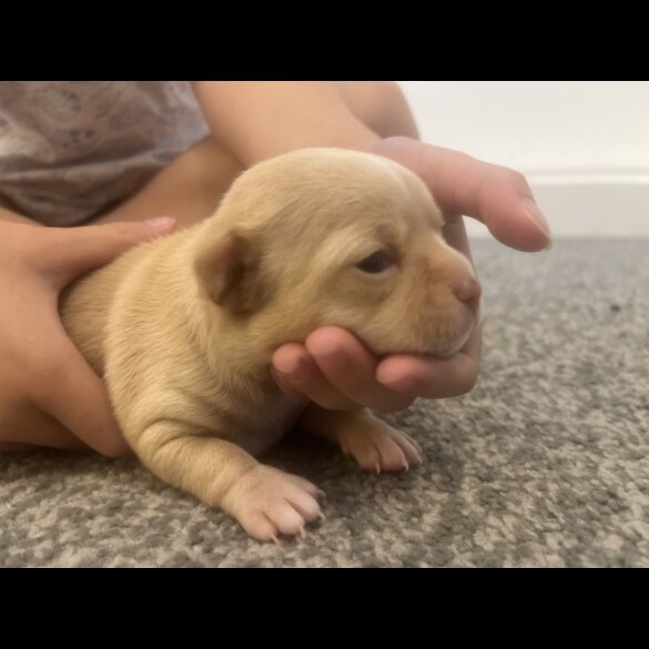 Chihuahua - Bitches