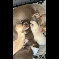 Chihuahua - Bitches