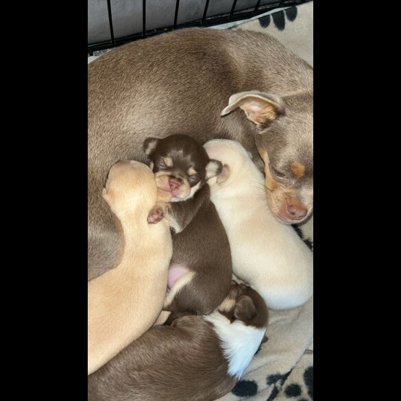 Chihuahua - Bitches