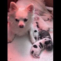 Chihuahua - Both