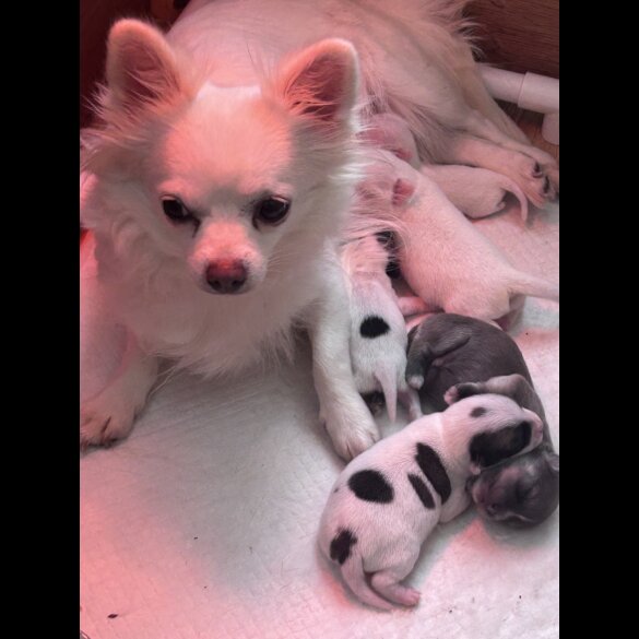 Chihuahua - Both