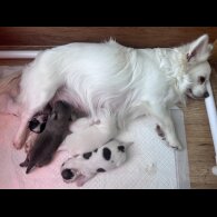 Chihuahua - Both
