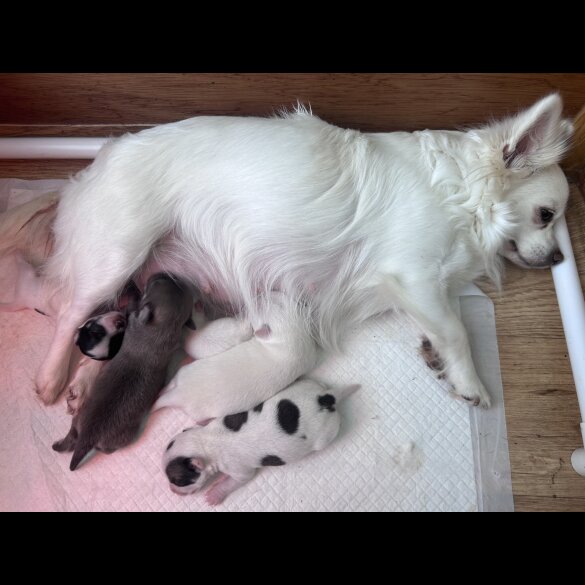 Chihuahua - Both