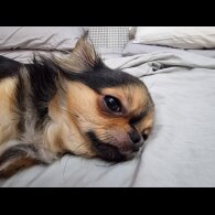 Chihuahua - Bitches