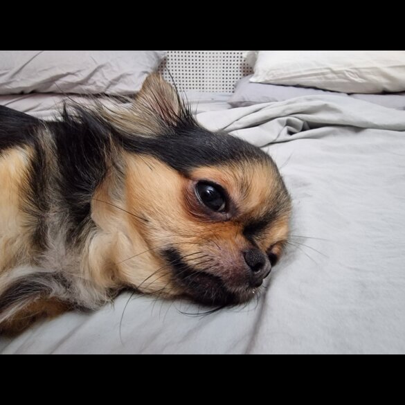 Chihuahua - Bitches